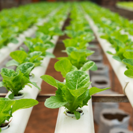 Letuce