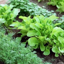 Spinach