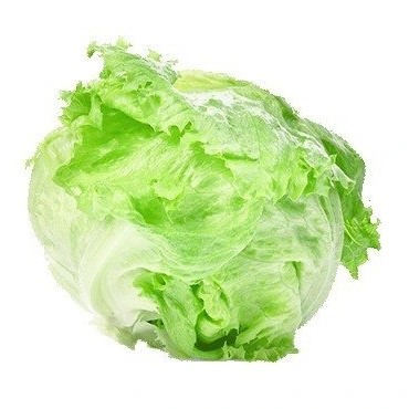 Iceberg Lettuce