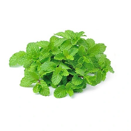 Fresh Mint